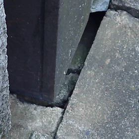 都内のネズミの画像