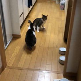 先住猫デールと新入りマリー。ジム活！片手ドリルワーク。の画像