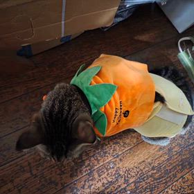 chappyさんのハロウィーンの画像