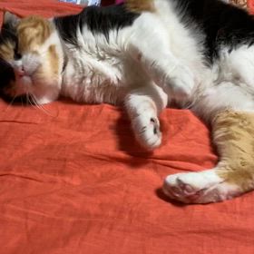 ぎらぎらしてる10歳！の画像