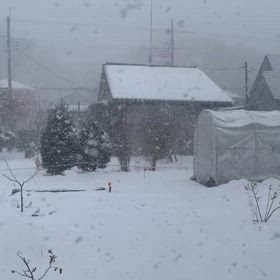 今日は吹雪となりました。の画像