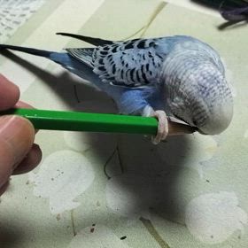 美味しいの？の画像