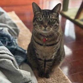 ナナちゃん(=^ェ^=)の画像