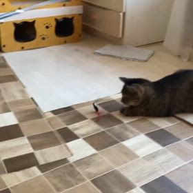 9/9 多頭飼育崩壊保護っ子達の様子❤️の画像