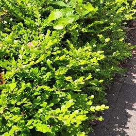 もう6月ですか!の画像