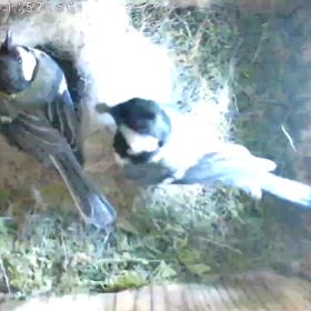 今シーズンのカラオとカラコの画像