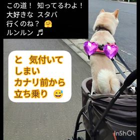 ワンちゃんとスタバへの画像