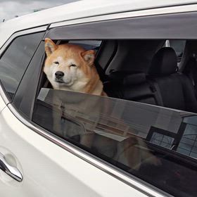 ショボパチの画像