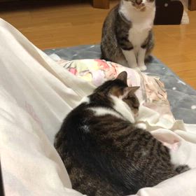 大腸ポリープ後運動したくて…病院へ直談判！眠いにゃ動画。の画像