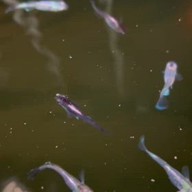 オリジナル品種の画像