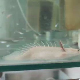 激レア魚は夢を売る！プラエンのウルトラショート入ります！の画像
