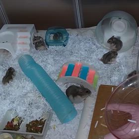 二回休みの画像