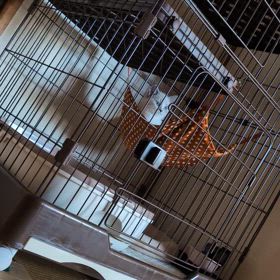 くうちゃんハンモックの画像