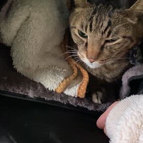 スカイの様子の画像