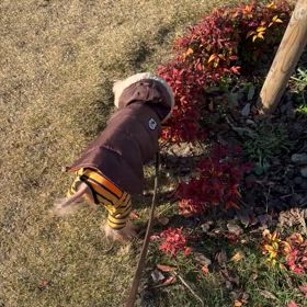 ハイシニアのトイレトレーニングの画像