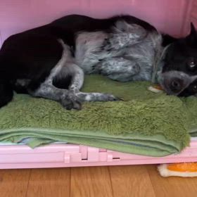 保護犬ごまの画像