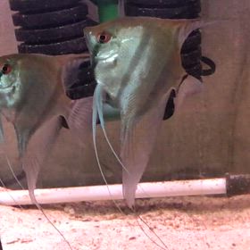 ハイブリッド エンゼル  産卵前の画像