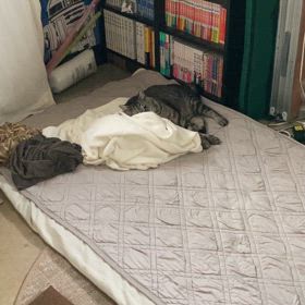 溶けた猫の画像