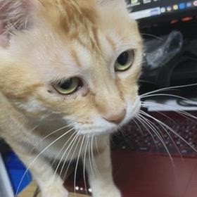 血漿交換8回目の画像