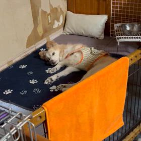 うどん短編の画像