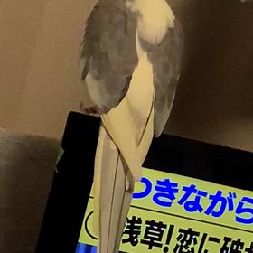 オカメインコのおしゃべりの画像