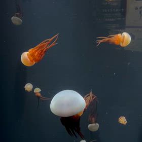 いい子ですの画像