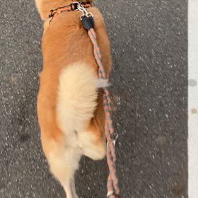 それぞれの足取り(老犬散歩)の画像