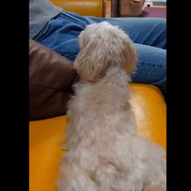 一言日記 ～シッポは口ほどに物を言う～の画像