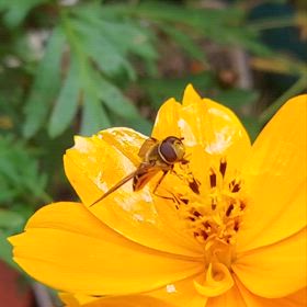 ミツバチさん  の画像