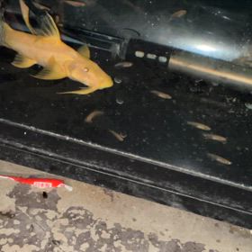 アルビノバガリウス はさすが激流を好む魚！の画像