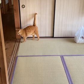 2024/05/04今週のハナの画像