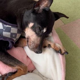 16歳のミニピン　良く寝るな〜の画像