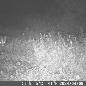 すぎぴたんの事件簿シーズン3　478話（人それぞれ！、いや！　ハクビシンそれぞれ）の画像