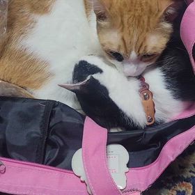 今日も癒されてましたの画像