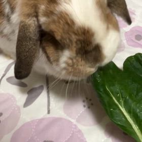 まりん　と　小松菜の画像