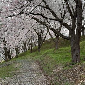 花の色は移りにけりな！の画像