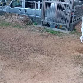 我が家の朝はだいたいこんな感じの画像