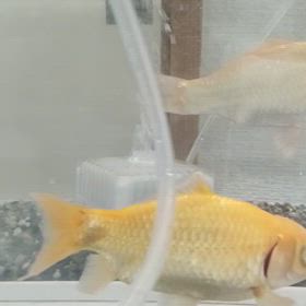 金魚の画像