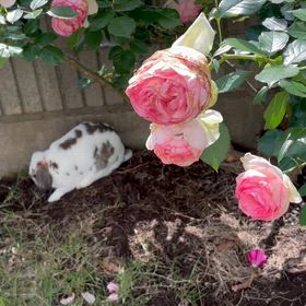 平、虹の橋を渡りましたの画像