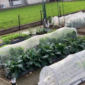 白いスズメの画像