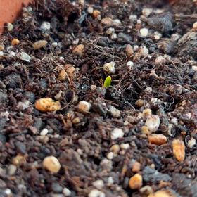 年々小さくなるチュウリップの球根、小さ過ぎて諦めていたら、芽が出ました｡の画像