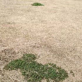 今日のわんこ　気まぐれレトリーブの画像