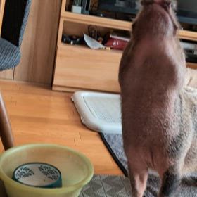 マイクロブタのラム　ご飯のルーティンの画像