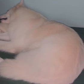 高齢大型犬の肺炎　治療4日目の画像