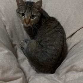 明日小倉迄ムギお迎えに行って来るだわさの画像