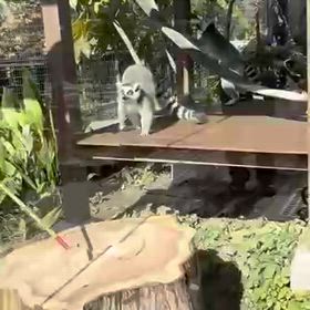 京都市動物園その④の画像