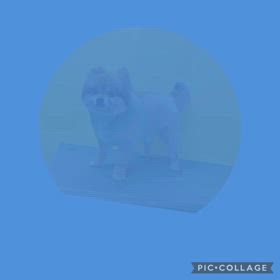 DOGXDOG  くうくんの画像