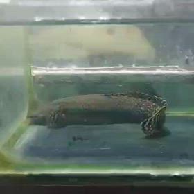 またまた超激レア魚買い付け！初輸入個体案件！の画像