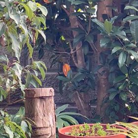 2024   メジロ　来たる！の画像