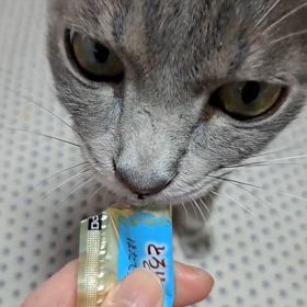 ゴンちゃんの画像